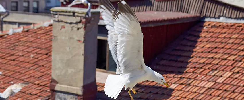 Residential Chimney Animal Removal Solution in Clearfield, UT